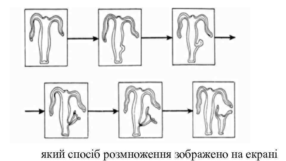 який спосіб розмноження зображено на екрані 