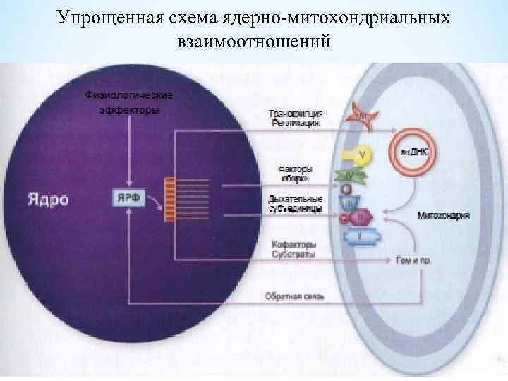 Организация и эволюция ядерного генома презентация