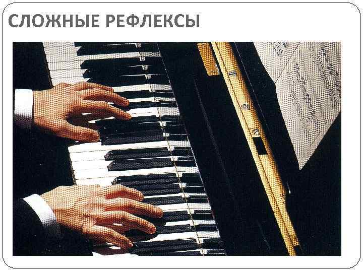 СЛОЖНЫЕ РЕФЛЕКСЫ 