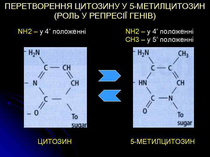 ПЕРЕТВОРЕННЯ ЦИТОЗИНУ У 5 -МЕТИЛЦИТОЗИН (РОЛЬ У РЕПРЕСІЇ ГЕНІВ) NH 2 – у 4’