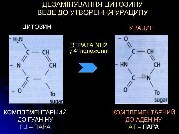 ДЕЗАМІНУВАННЯ ЦИТОЗИНУ ВЕДЕ ДО УТВОРЕННЯ УРАЦИЛУ ЦИТОЗИН УРАЦИЛ ВТРАТА NH 2 у 4’ положенні