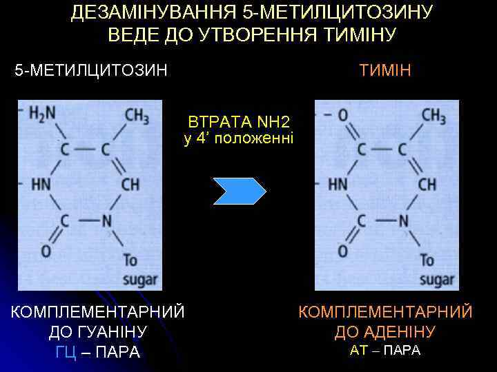 ДЕЗАМІНУВАННЯ 5 -МЕТИЛЦИТОЗИНУ ВЕДЕ ДО УТВОРЕННЯ ТИМІНУ 5 -МЕТИЛЦИТОЗИН ТИМІН ВТРАТА NH 2 у