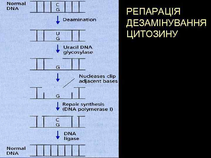 РЕПАРАЦІЯ ДЕЗАМІНУВАННЯ ЦИТОЗИНУ 