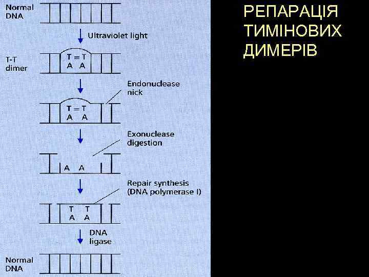 РЕПАРАЦІЯ ТИМІНОВИХ ДИМЕРІВ 