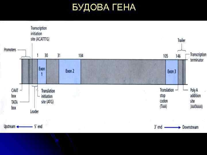 БУДОВА ГЕНА 