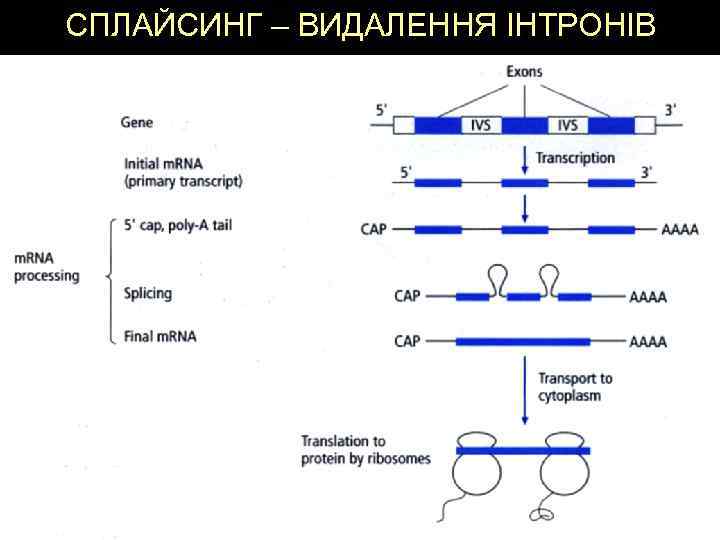 СПЛАЙСИНГ – ВИДАЛЕННЯ ІНТРОНІВ 