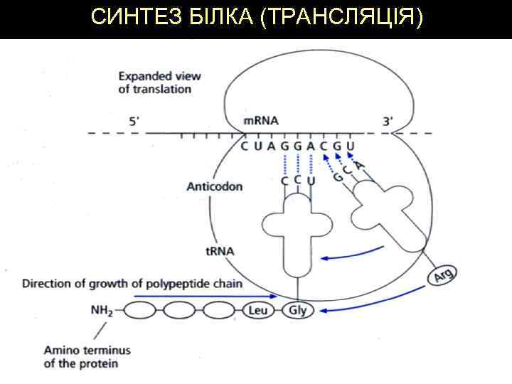 СИНТЕЗ БІЛКА (ТРАНСЛЯЦІЯ) 