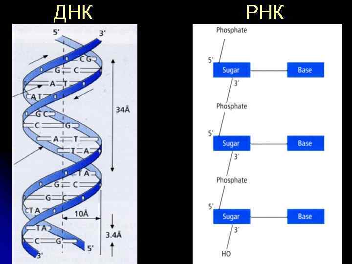 ДНК РНК 