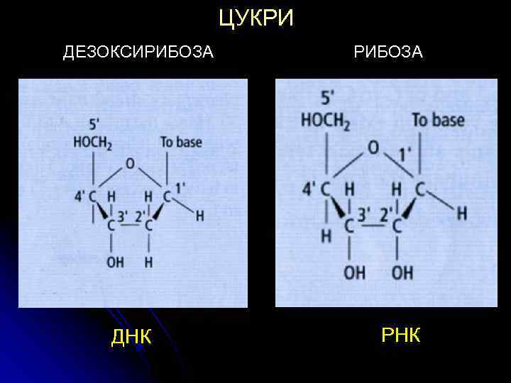 ЦУКРИ ДЕЗОКСИРИБОЗА ДНК РИБОЗА РНК 