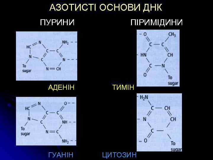 АЗОТИСТІ ОСНОВИ ДНК ПУРИНИ АДЕНІН ГУАНІН ПІРИМІДИНИ ТИМІН ЦИТОЗИН 