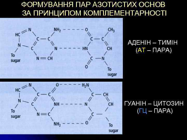 ФОРМУВАННЯ ПАР АЗОТИСТИХ ОСНОВ ЗА ПРИНЦИПОМ КОМПЛЕМЕНТАРНОСТІ АДЕНІН – ТИМІН (АТ – ПАРА) ГУАНІН