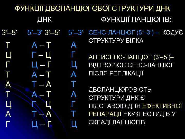 ФУНКЦІЇ ДВОЛАНЦЮГОВОЇ СТРУКТУРИ ДНК 3’– 5’ Т Ц Г Т А Т Ц А