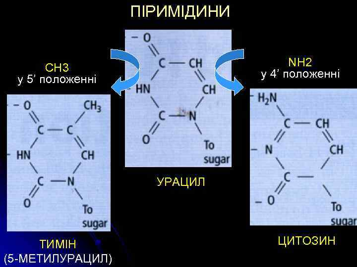 ПІРИМІДИНИ NH 2 у 4’ положенні CH 3 у 5’ положенні УРАЦИЛ ТИМІН (5