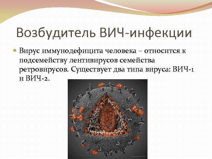 Возбудитель ВИЧ-инфекции Вирус иммунодефицита человека – относится к подсемейству лентивирусов семейства ретровирусов. Существует два