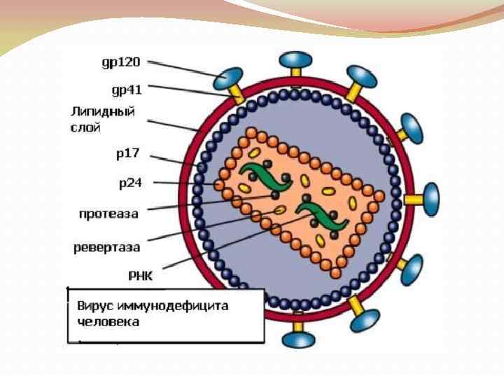 Пути передачи вич инфекции картинки