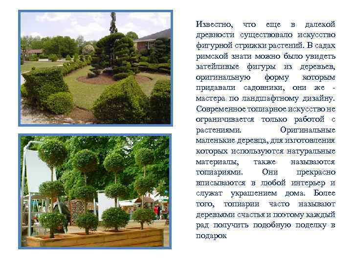 Известно, что еще в далекой древности существовало искусство фигурной стрижки растений. В садах римской