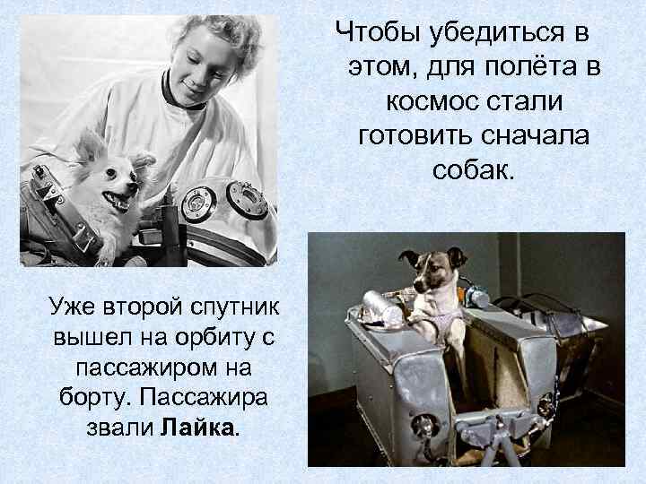 Чтобы убедиться в этом, для полёта в космос стали готовить сначала собак. Уже второй