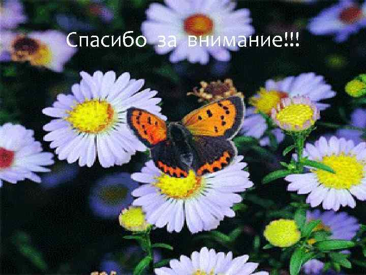 Спасибо за внимание!!! 