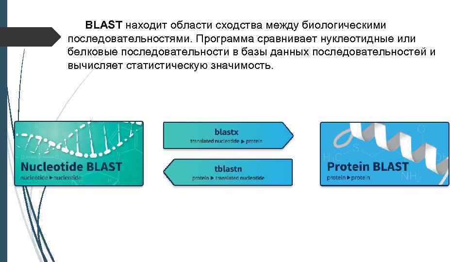 BLAST находит области сходства между биологическими последовательностями. Программа сравнивает нуклеотидные или белковые последовательности в