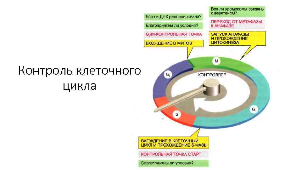 Контроль клеточного цикла 