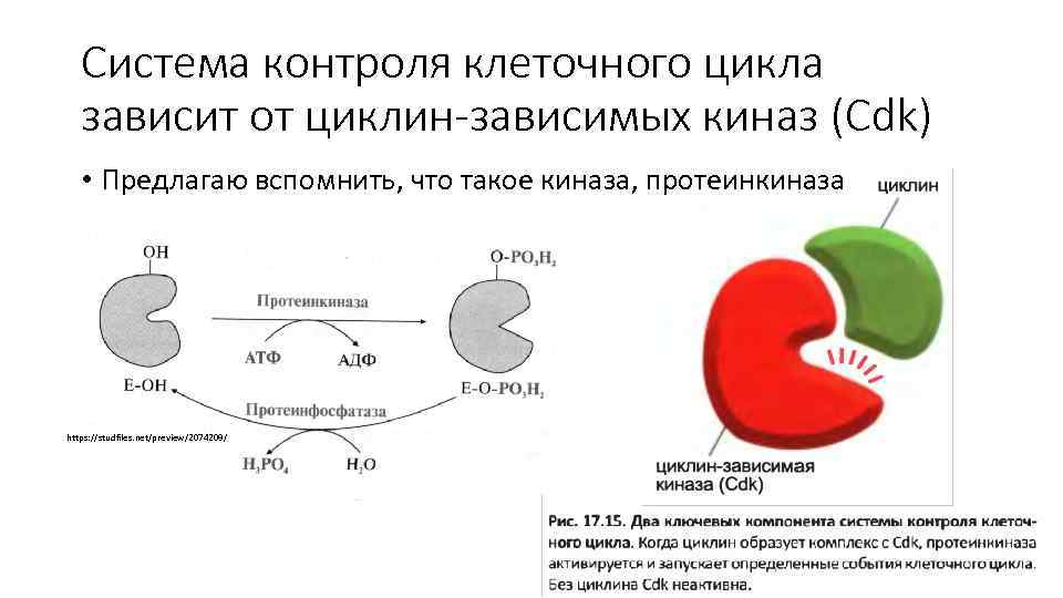 Система контроля клеточного цикла зависит от циклин-зависимых киназ (Cdk) • Предлагаю вспомнить, что такое