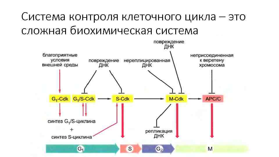 Система контроля клеточного цикла – это сложная биохимическая система 