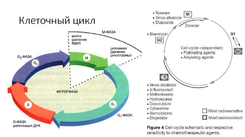 Клеточный цикл 