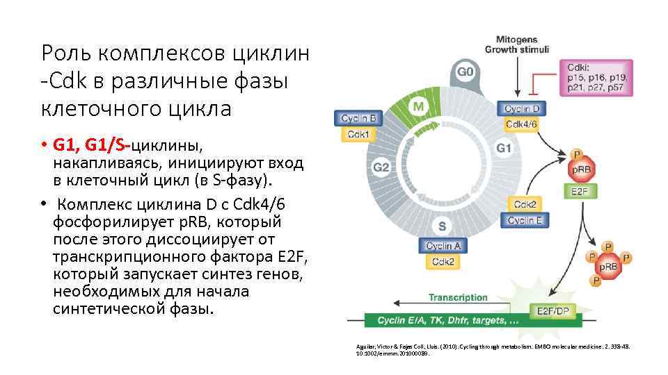 Роль комплексов циклин -Cdk в различные фазы клеточного цикла • G 1, G 1/S-циклины,