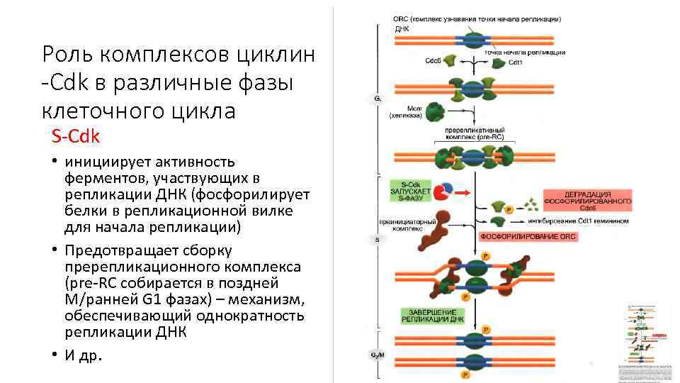 В процессе репликации участвуют ферменты