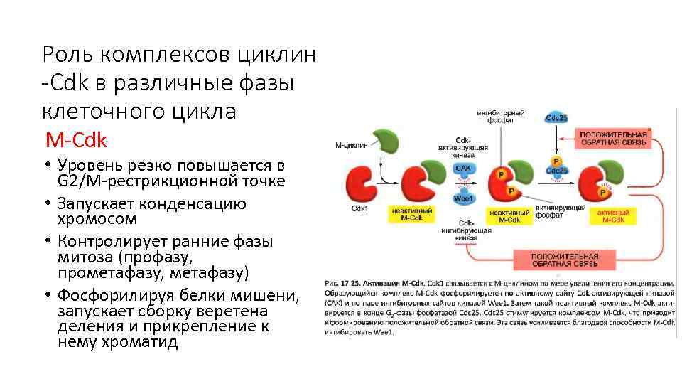 Роль комплексов циклин -Cdk в различные фазы клеточного цикла M-Cdk • Уровень резко повышается