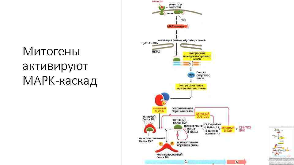 Митогены активируют MAPK-каскад 