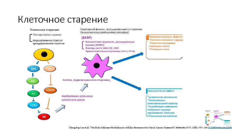 Клеточное старение Chang Sup Lee et al. “The Role of Kinase Modulators in Cellular