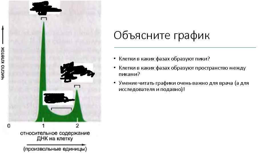 Объясните график • Клетки в каких фазах образуют пики? • Клетки в каких фазах