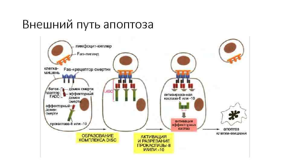 Внешний путь апоптоза 