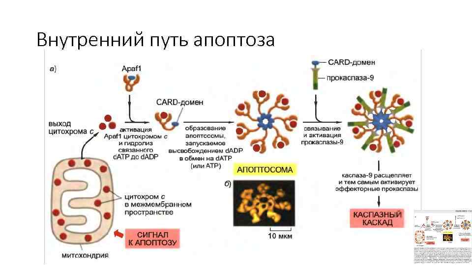 Внутренний путь апоптоза 