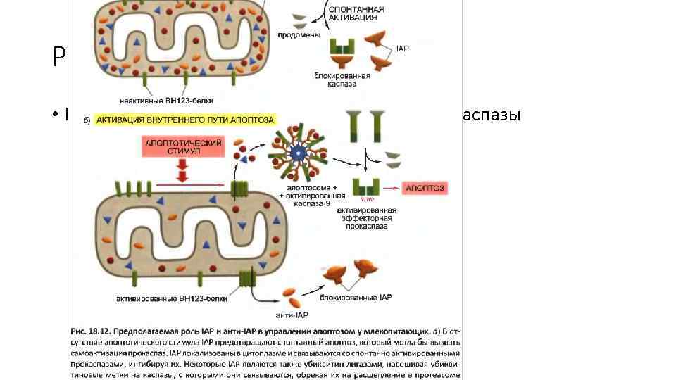 Регуляция апоптоза • Белки IAP (ингибиторы апоптоза) ингибируют каспазы 