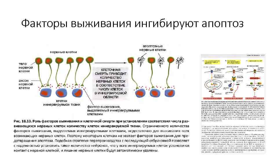 Факторы выживания ингибируют апоптоз 