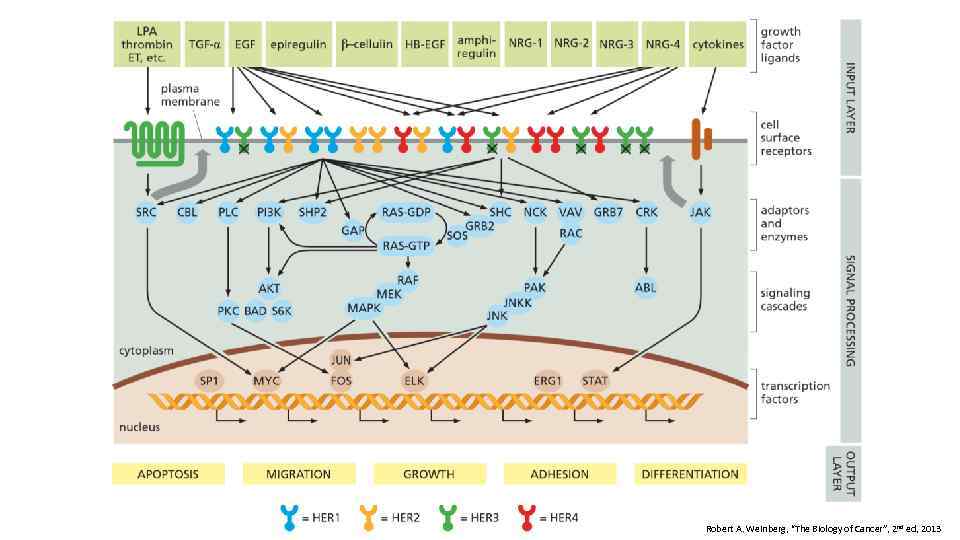 Robert A. Weinberg, “The Biology of Cancer”, 2 nd ed, 2013 