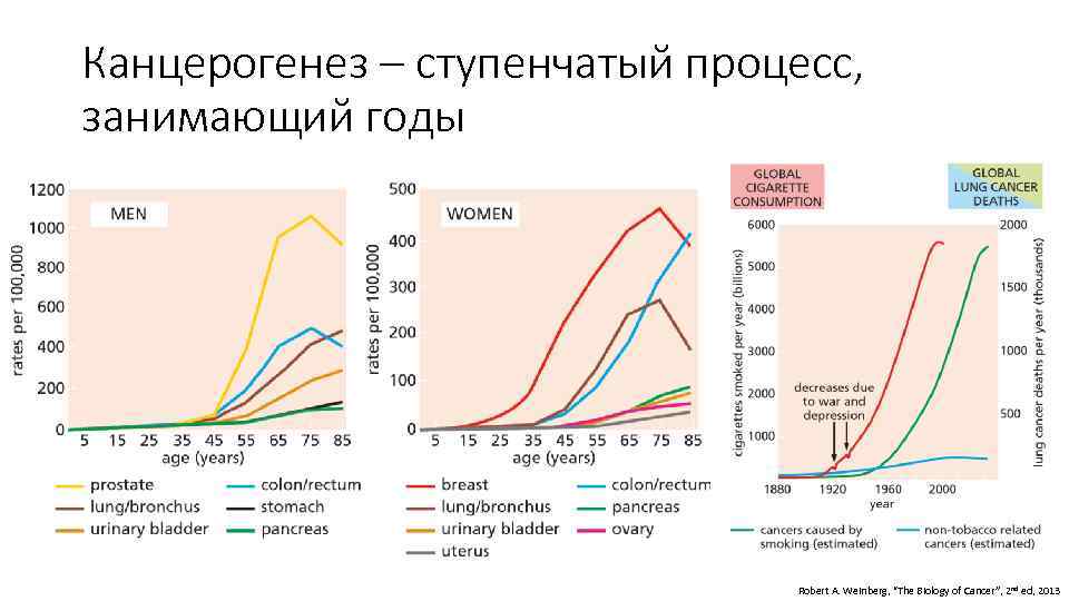 Процесс занимает. Канцерогенез. Процесс канцерогенеза. Канцерогенез это в медицине. Определение канцерогенеза.