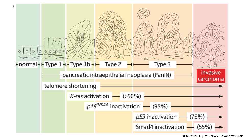 Robert A. Weinberg, “The Biology of Cancer”, 2 nd ed, 2013 