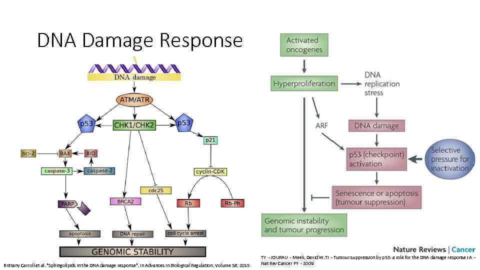 DNA Damage Response Brittany Carroll et al. 