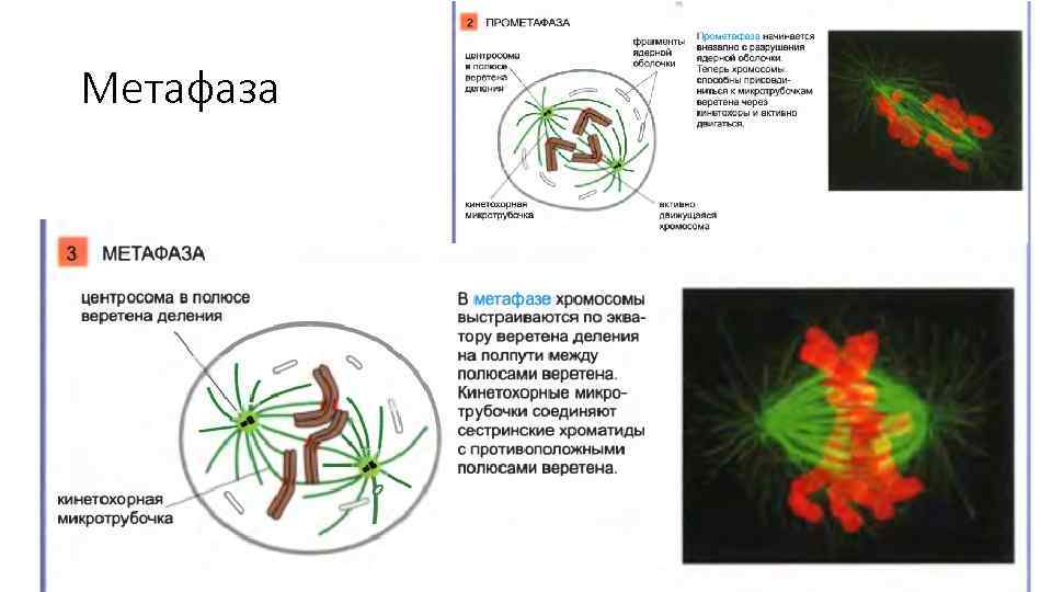 Метафаза 