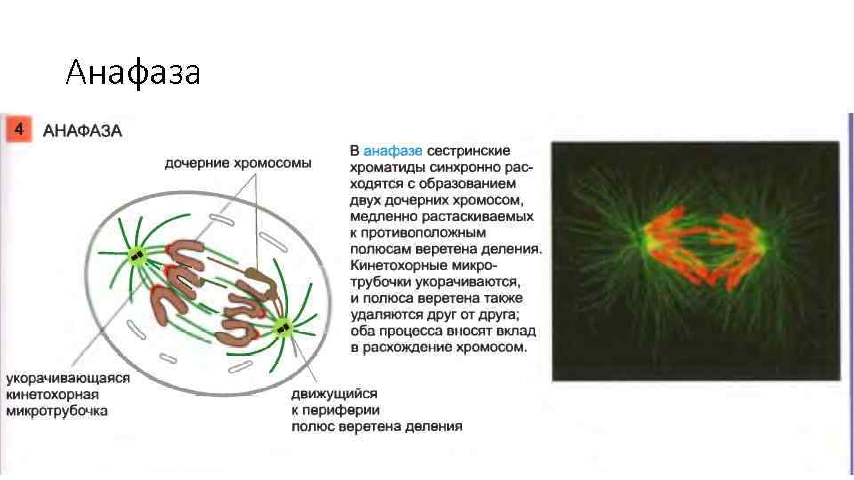 Анафаза 