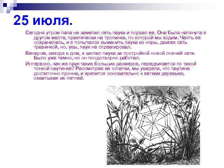 25 июля. Сегодня утром папа не заметил сеть паука и порвал ее. Она была