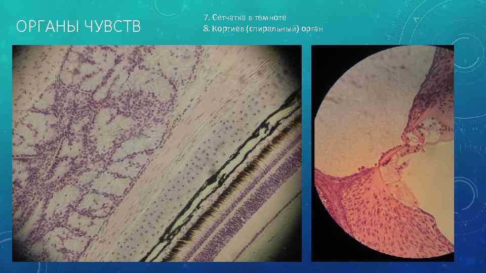 Органы чувств гистология рисунки