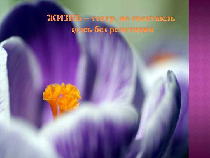 ЖИЗНЬ – театр, но спектакль здесь без репетиции 