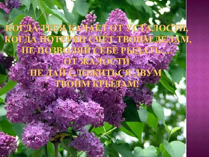 КОГДА ТЕБЯ КАЧАЕТ ОТ УСТАЛОСТИ, КОГДА ПОТЕРЯН СЧЁТ ТВОИМ ДЕЛАМ, НЕ ПОЗВОЛЯЙ СЕБЕ РЫДАТЬ….