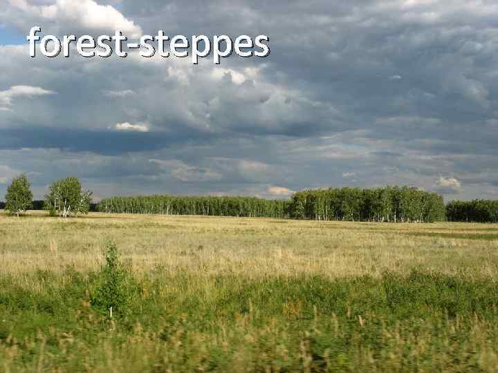 forest-steppes 