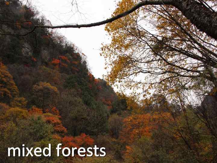 mixed forests 