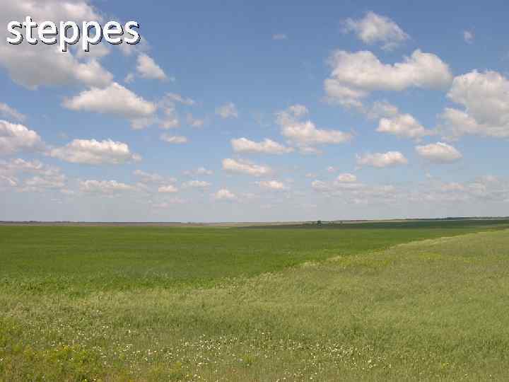 steppes 